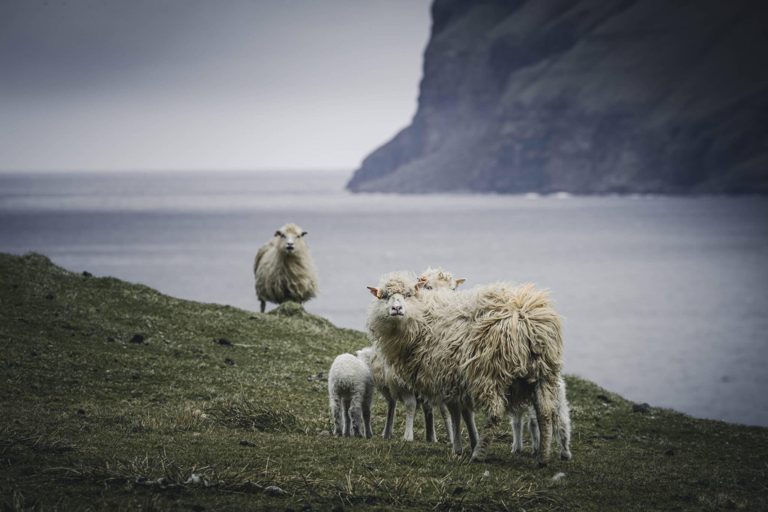 A Faroe Sheep’s Life