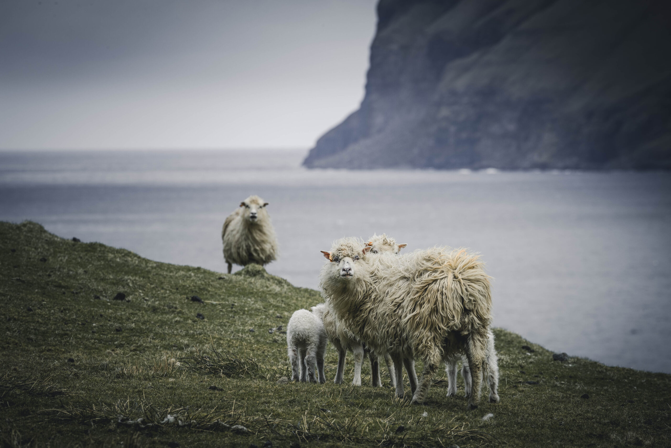 Et Faroe Sheep’s Liv