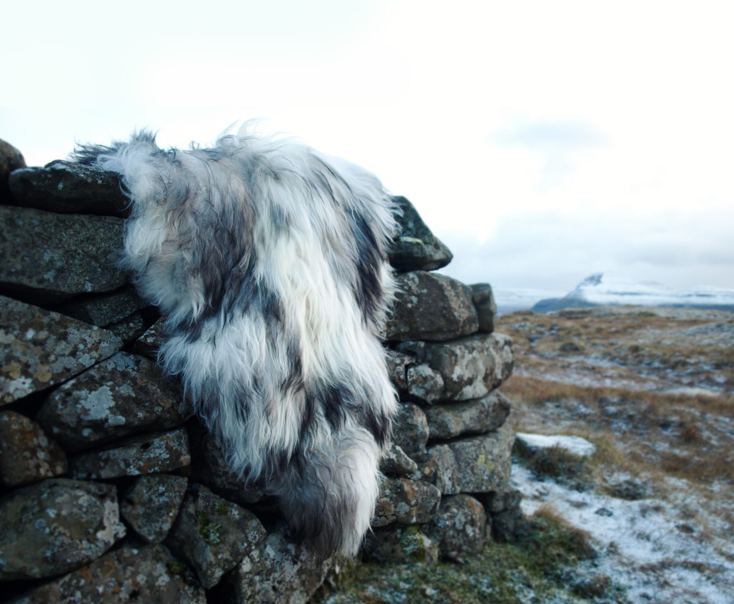 Contact Us - Faroe Sheep