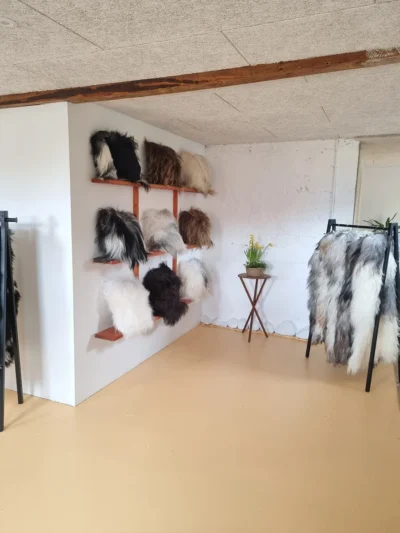 Faroe Sheep