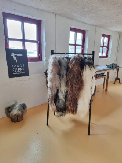 Faroe Sheep